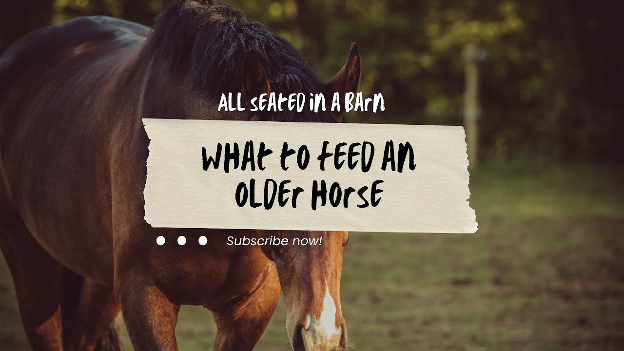 What do you feed older horses?