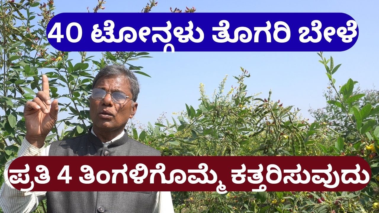 40 ಟೋನ್ಗಳು ತೊಗರಿ ಬೇಳೆ ಪ್ರತಿ 4 ತಿಂಗಳಿಗೊಮ್ಮೆ ಕತ್ತರಿಸುವುದು