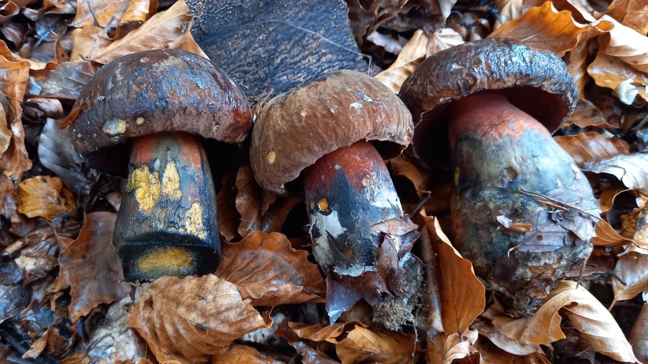 Neoboletus erythropus Neoboletus luridiformis fungo commestibile. 25 otobre 2020