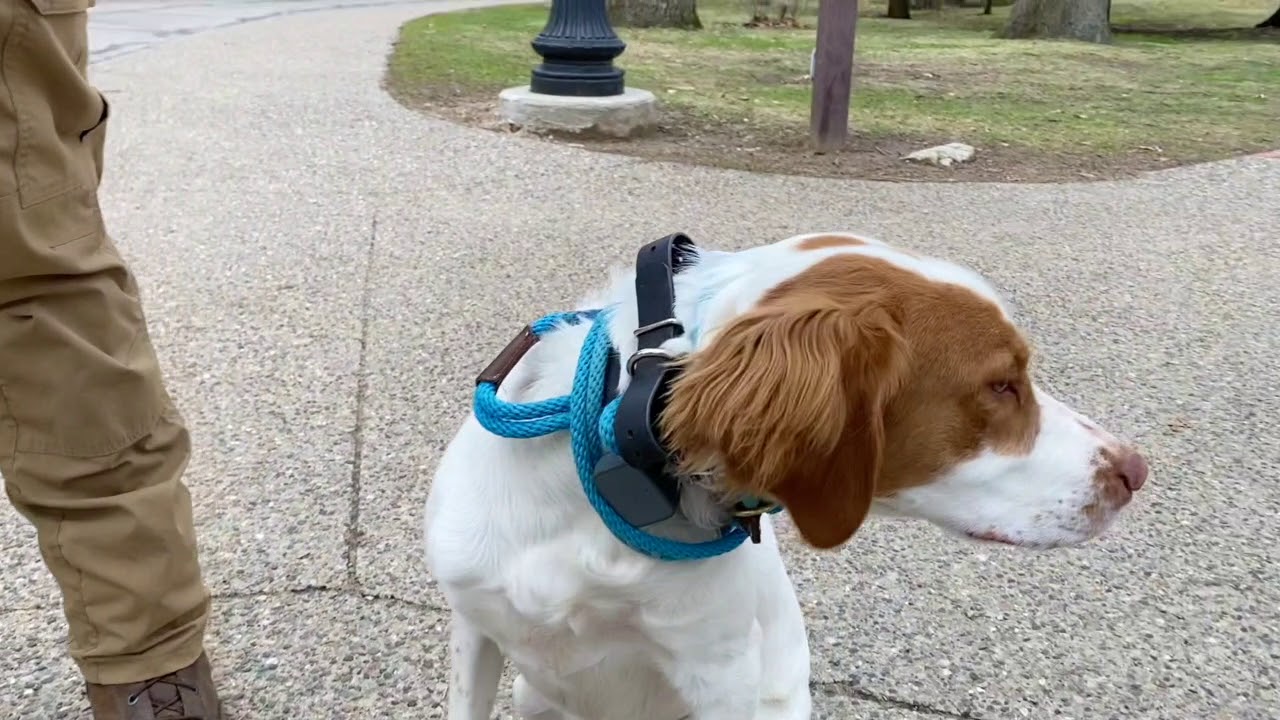 Best Dog Training Toledo, Ohio! 8 Month Old Brittany Spaniel, Toby!