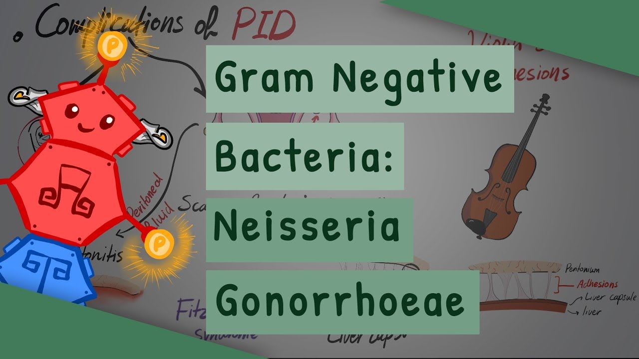Грамотрицательные бактерии: Neisseria gonorrhoeae