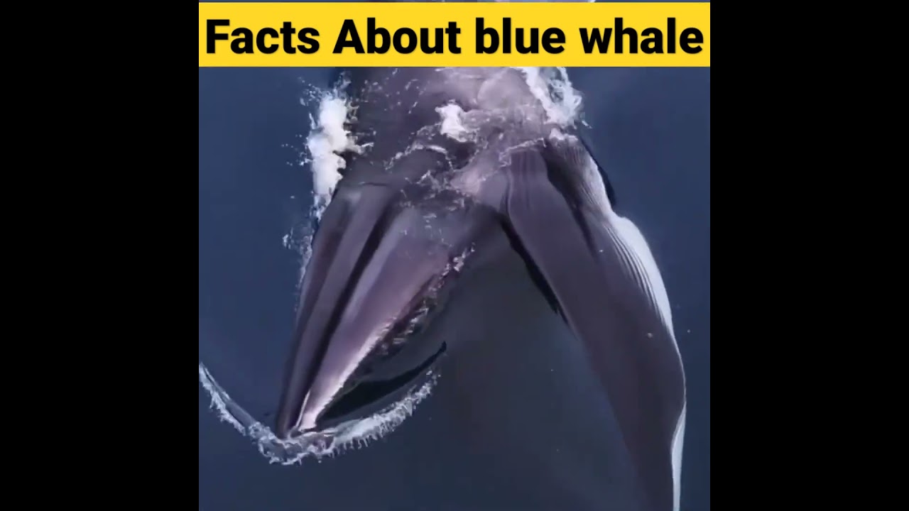 Facts about blue whale 