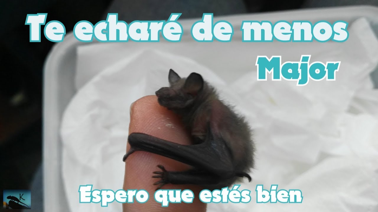 MAJOR, DIARIO DE UN BEBÉ MURCIÉLAGO - Rescate animal