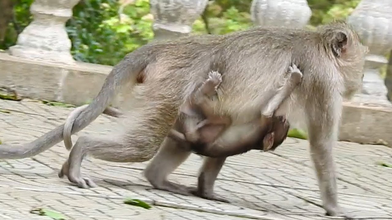 Poor Mother Trying To Hug Baby While Hungry, Baby Monkey