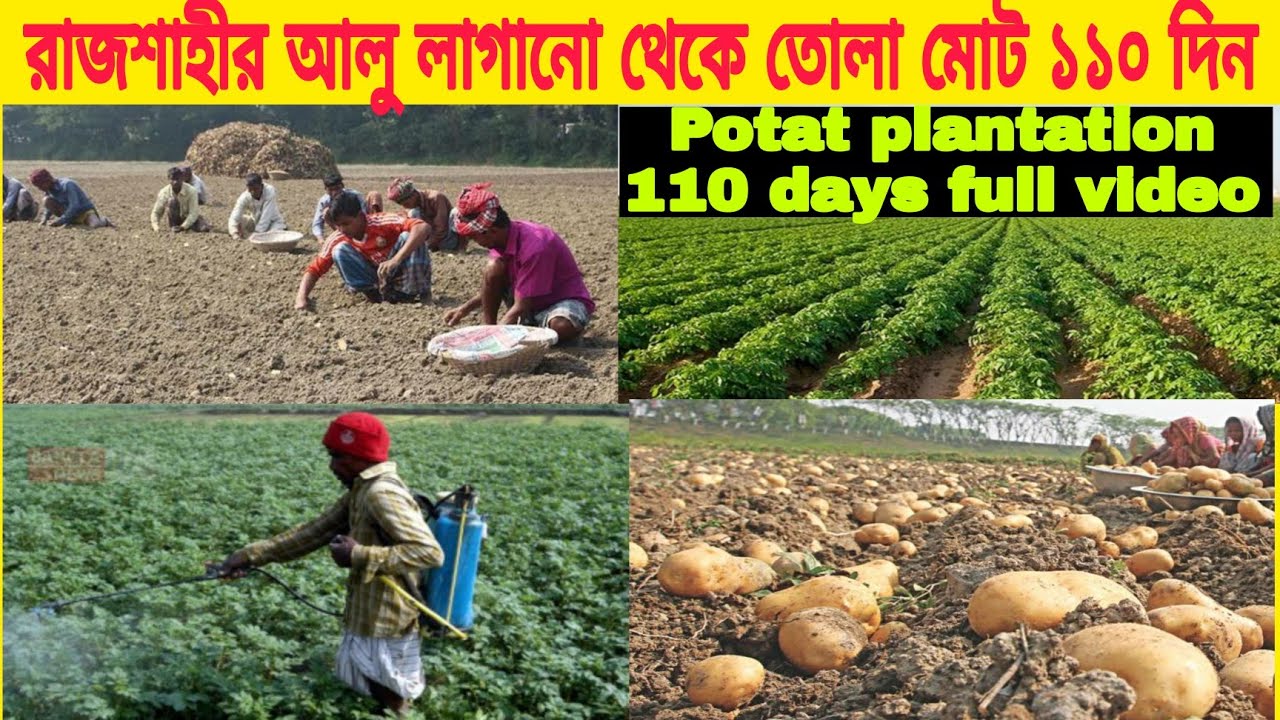 রাজশাহীর আলু লাগানো থেকে তোলা ১১০ দিন। Potato plantation 110 days.Full video.