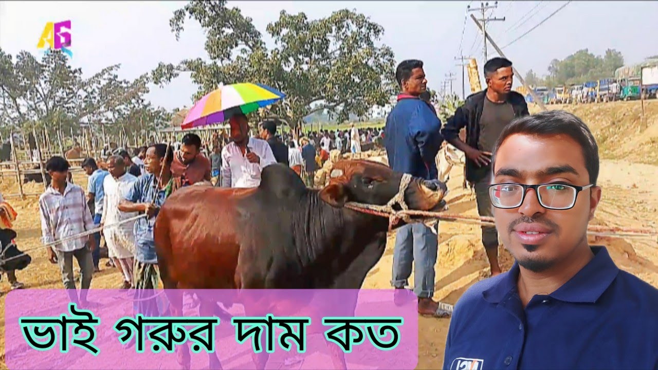 বিক্রি গরুর দাম, জনতার গরুর বাজার #ayan_agro #গরুর_হাট #গরুর_বাজার #haat_bazar  #cow_price_2026