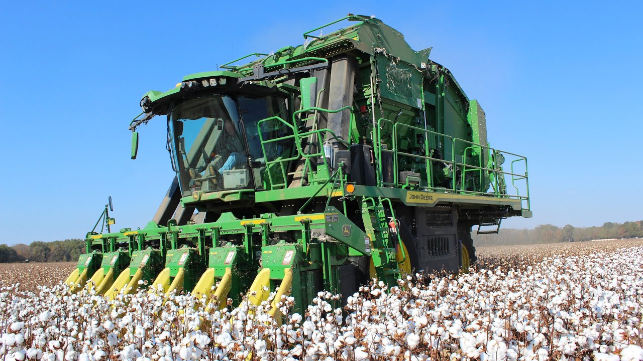 Epic Cotton Harvest in Adamsville, TN