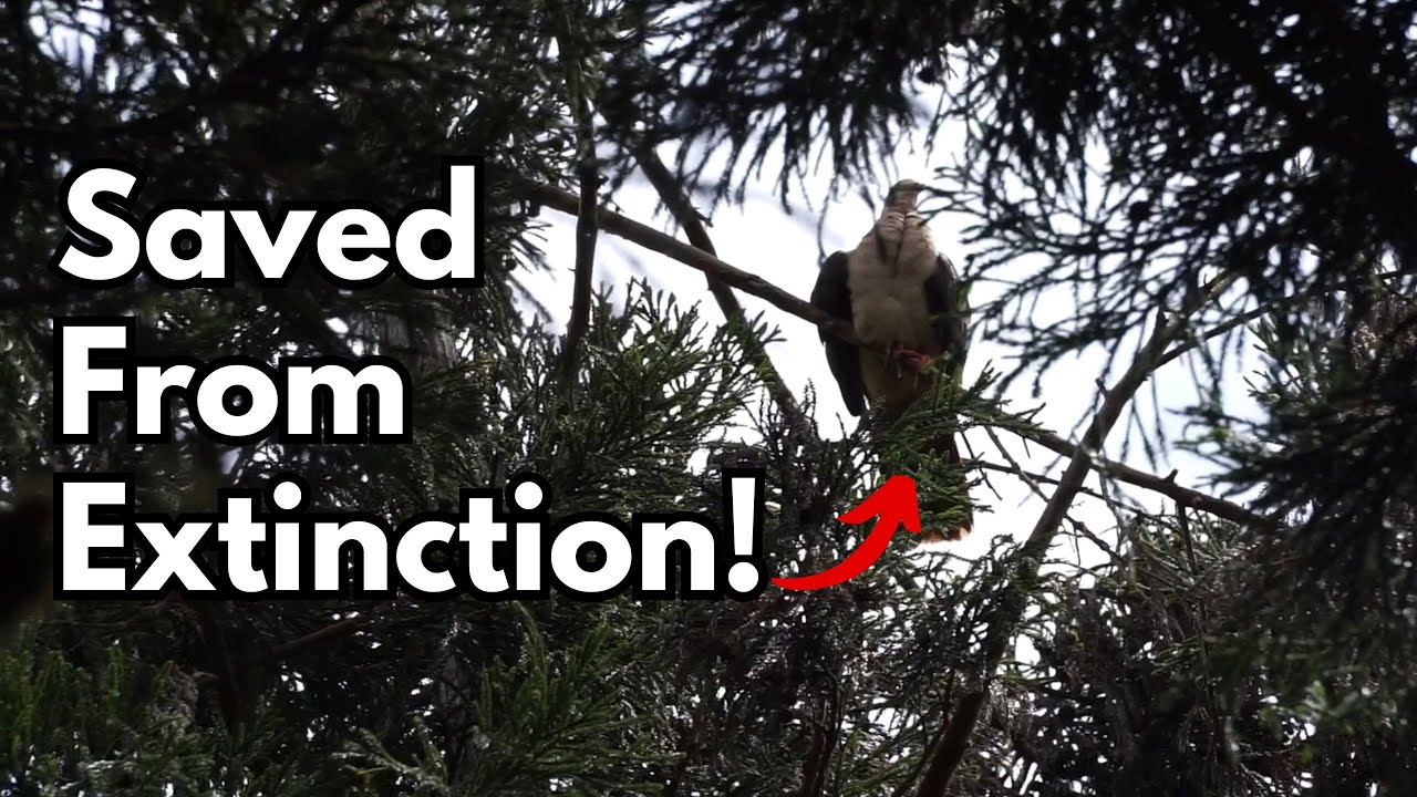 How The Dodo’s Cousin Was Saved From Extinction In Mauritius!