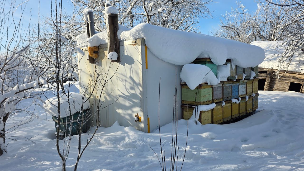 Какая температура в зимовниках при -30°С