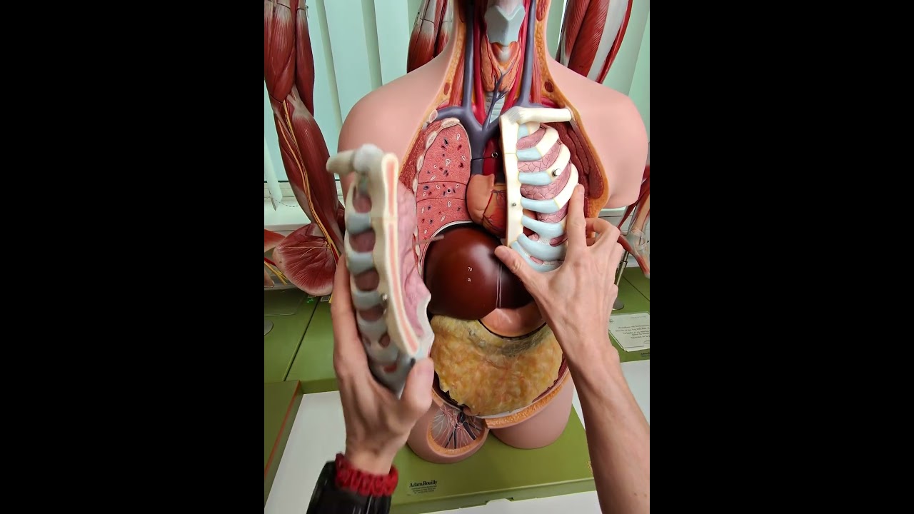 Is the heart on the left side of the chest?