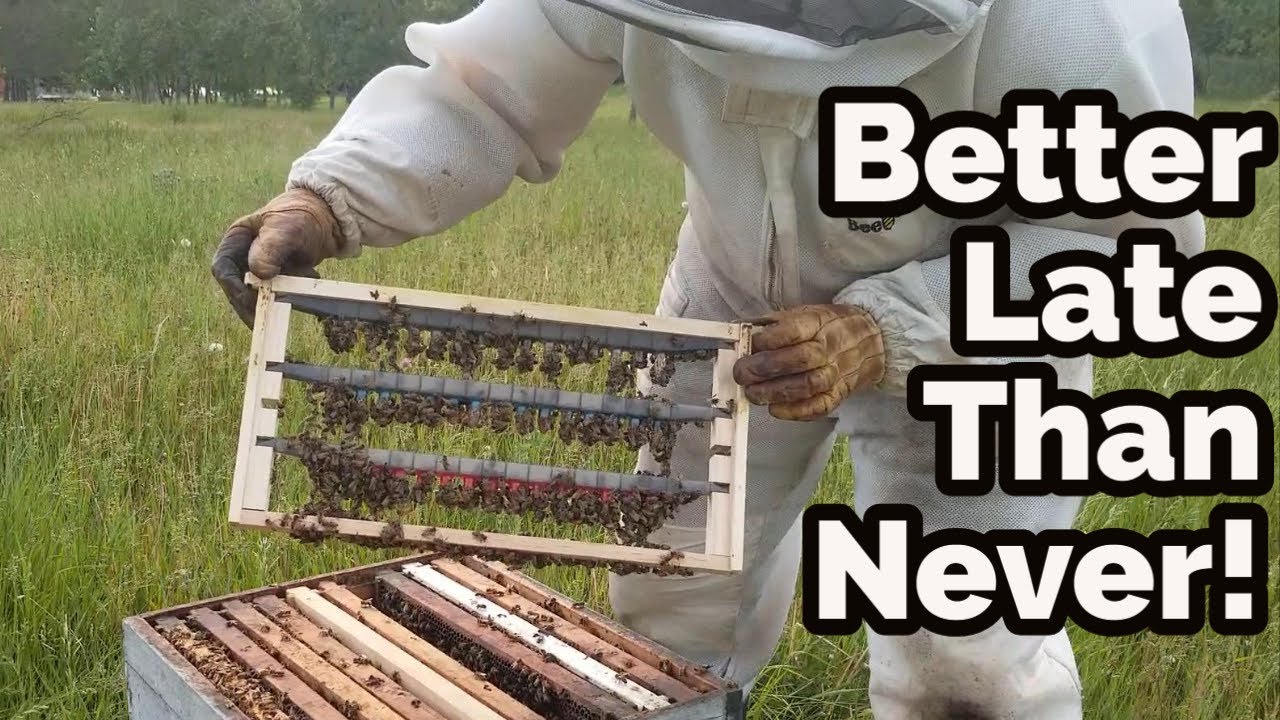 Better Late Than Never - Grafting Queens