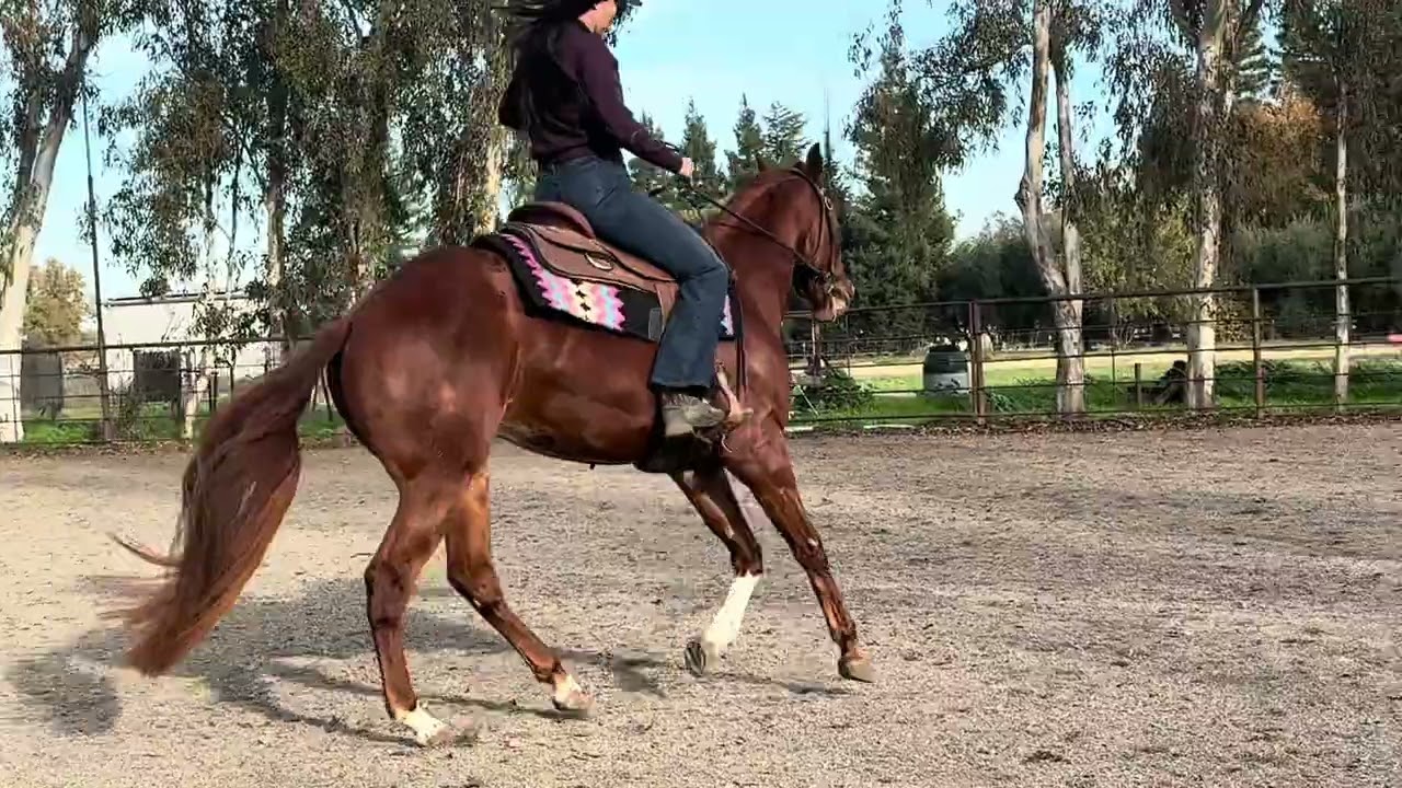 Lisa, 2023 AQHA, Mare x Wait a Darn Minute, 14.2 hands
