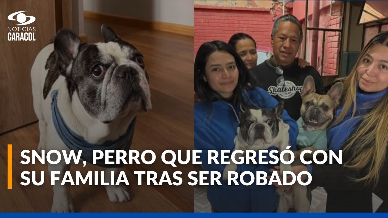 La historia de Snow, perro que regresó a los brazos de su familia tras ser robado en Bogotá