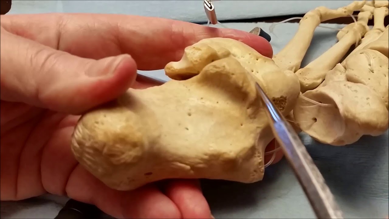 Talus - Osteology