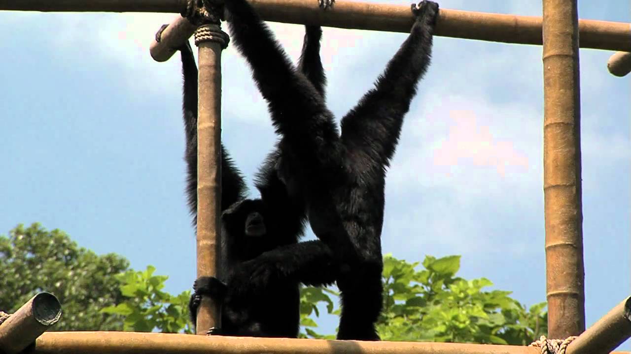 Loudest Zoo Animal-Cincinnati Zoo