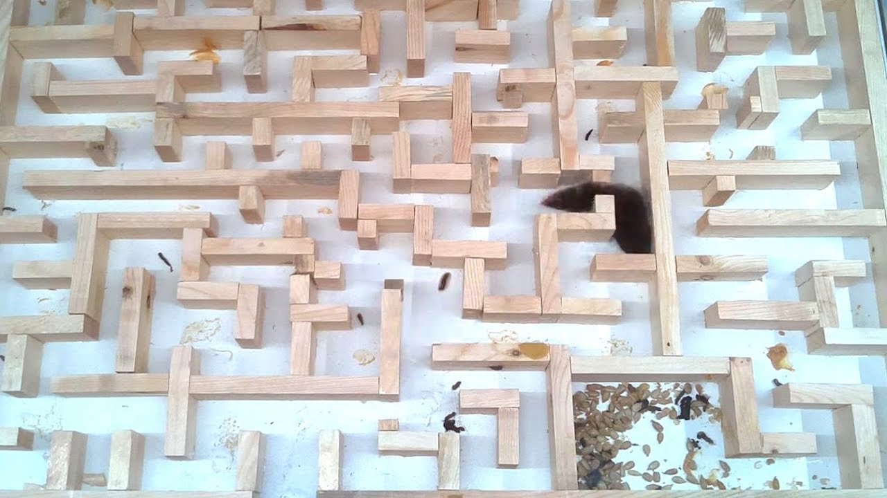 Bigger, tighter mouse maze experiments