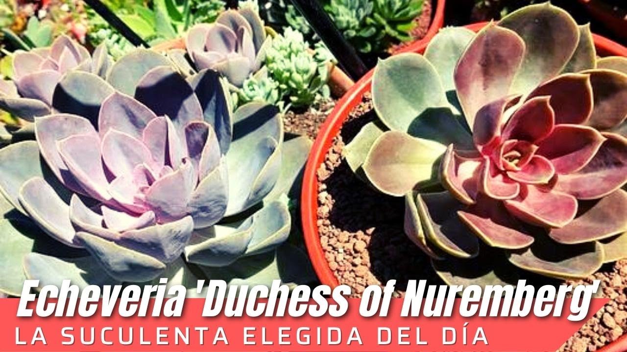 Echeveria 'Duchess of Nuremberg' #LaSuculentaElegidadelDía