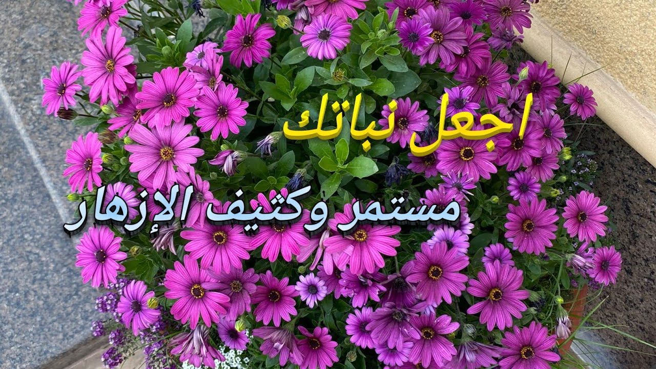 تحفيز النبات على الإزهار