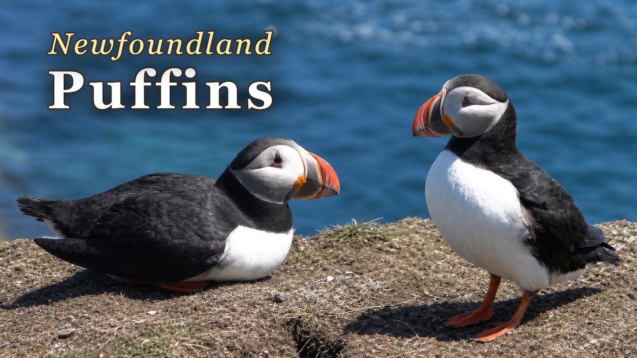 Atlantic Puffins Up Close | Elliston, Newfoundland's Puffin Paradise