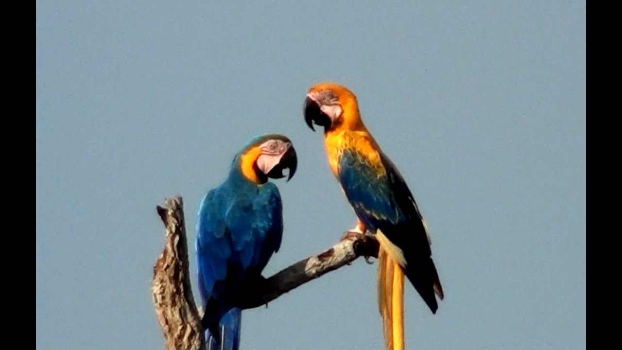 4 Espécies de Araras do Cerrado – Beleza e Diversidade da Fauna Brasileira - Mutação Genética