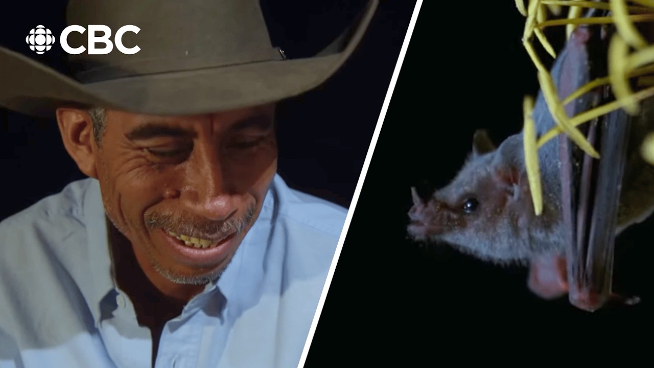 Why this mezcal farmer invites bats to his field