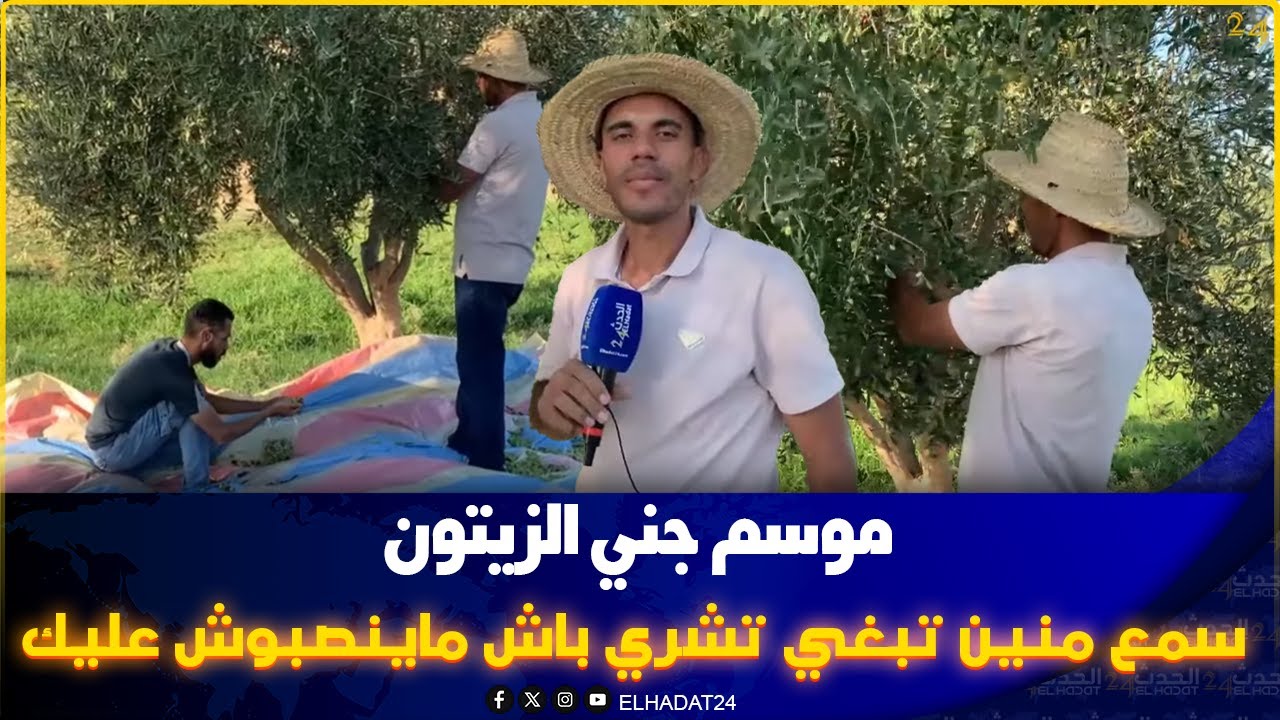 جني الزيتون  وطريقة التصبير بدون مواد حافظة من اقليم مولاي يعقوب