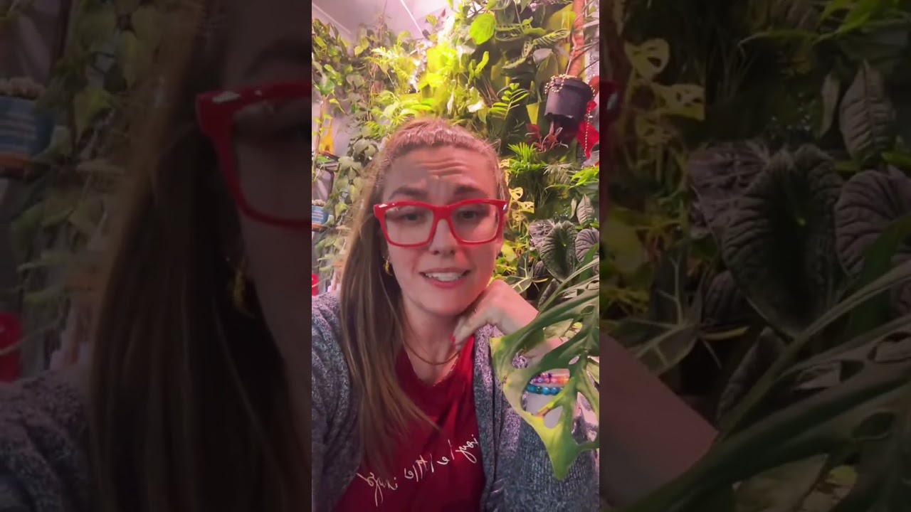 #obsesja #rośliny doniczkowe #kolekcja #kryzys średniego życia #iloveplants #plantgirl #housejungle