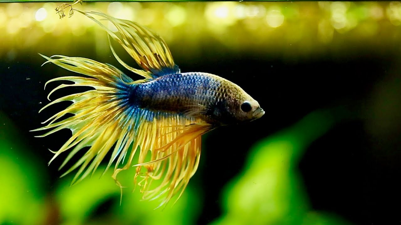 Adding my Yellow Mascot Crowntail Betta Fish to Planted Tank | New Aquarium Setup