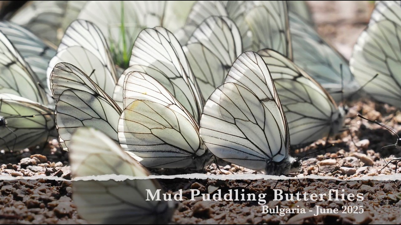 Mud Puddling Butterflies in Bulgaria 2025