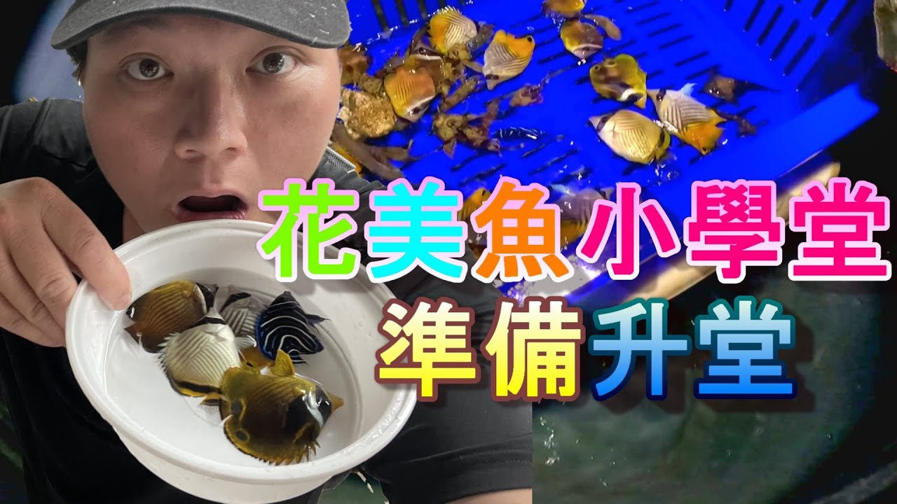 【花美樂園】又到了潮間帶夜間採集旺季的冬天，有好多的員工要趁這時節招募，這次先來招募小小花美魚，好為之後的教學影片做準備....