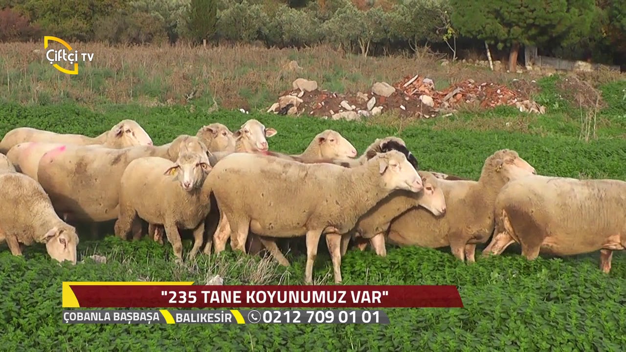 Çobanla Başbaşa - Çobanlarla  Hoş Sohbetler - Gönen Köteyli Köyü  Balıkesir.