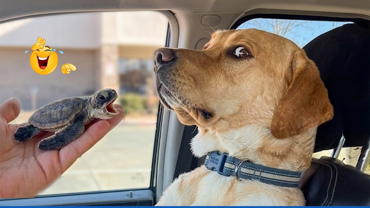 Funniest Pets On The Internet Right Now 😂 Best Funny Animals 2026