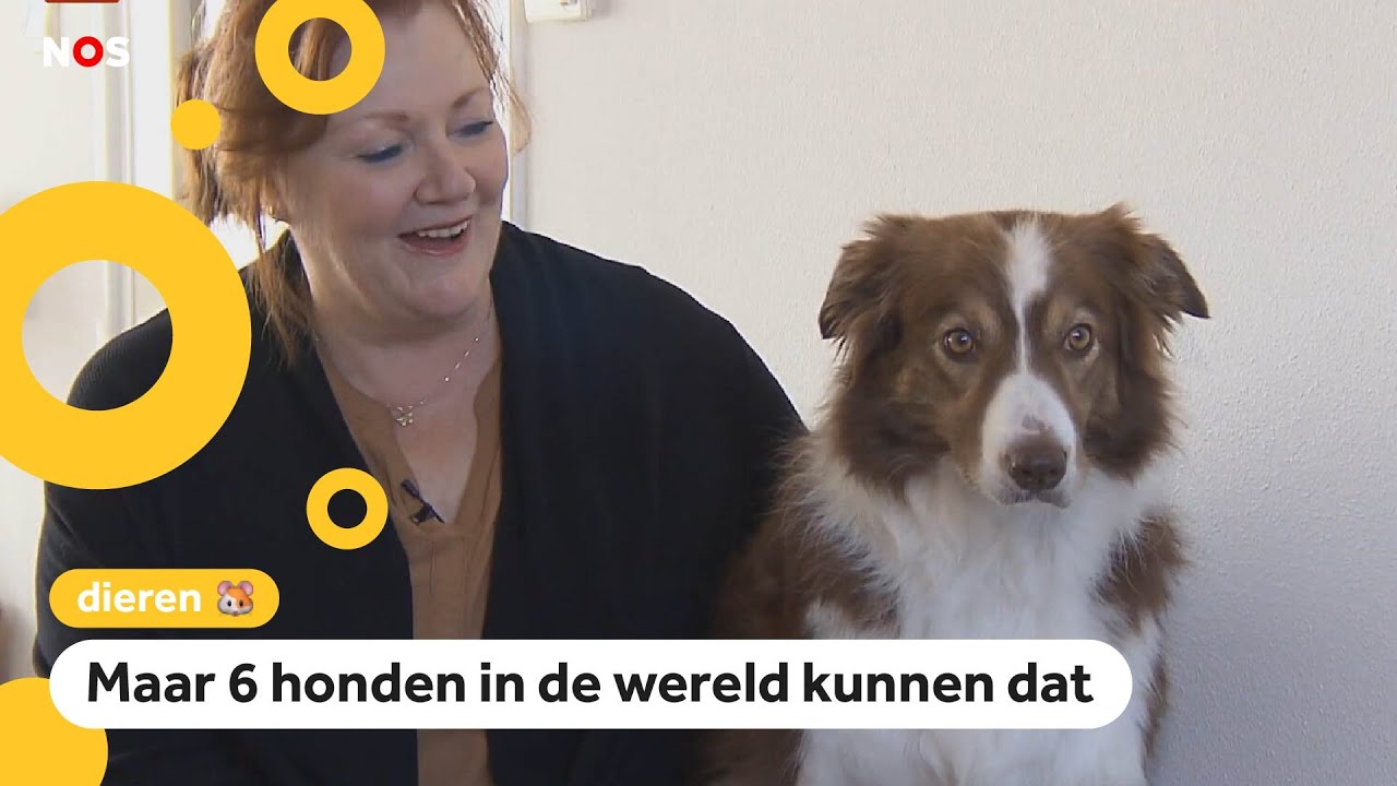 Hond Nalani kent 141 speeltjes uit haar hoofd