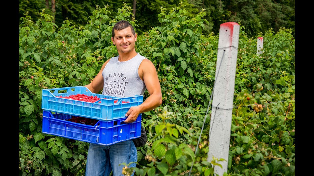 Uprawa maliny z Agroconsult - Radek Zaborowski