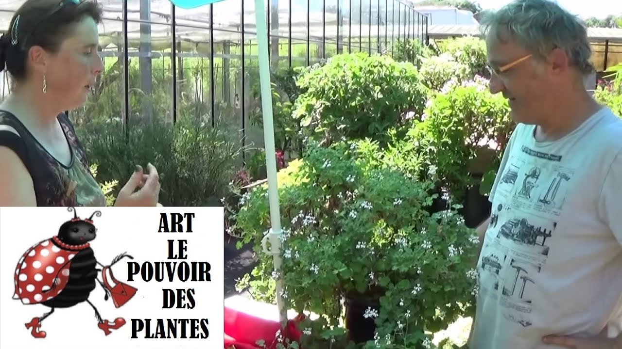 chaine de Jardinage: Pelargonium(odorant) Fragrans: Comment faire une bouture: (Géranium)