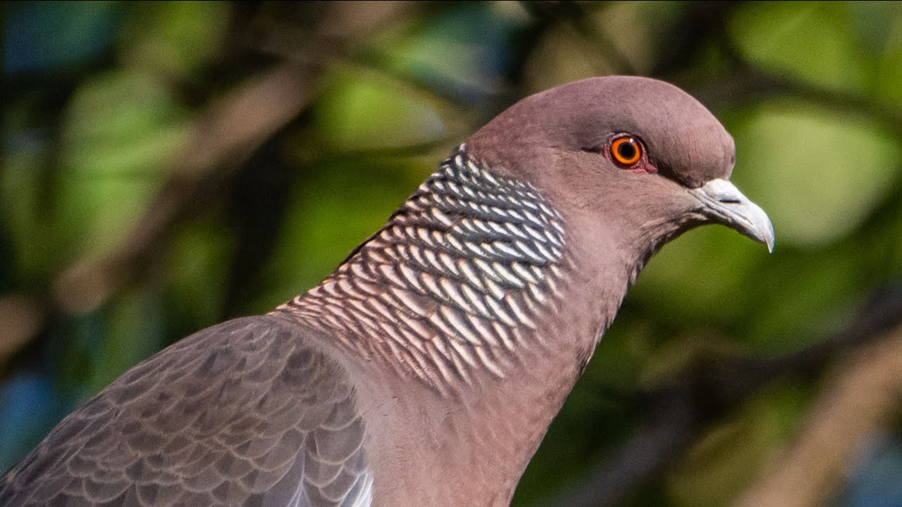 How Birds Build Masterpiece Nests