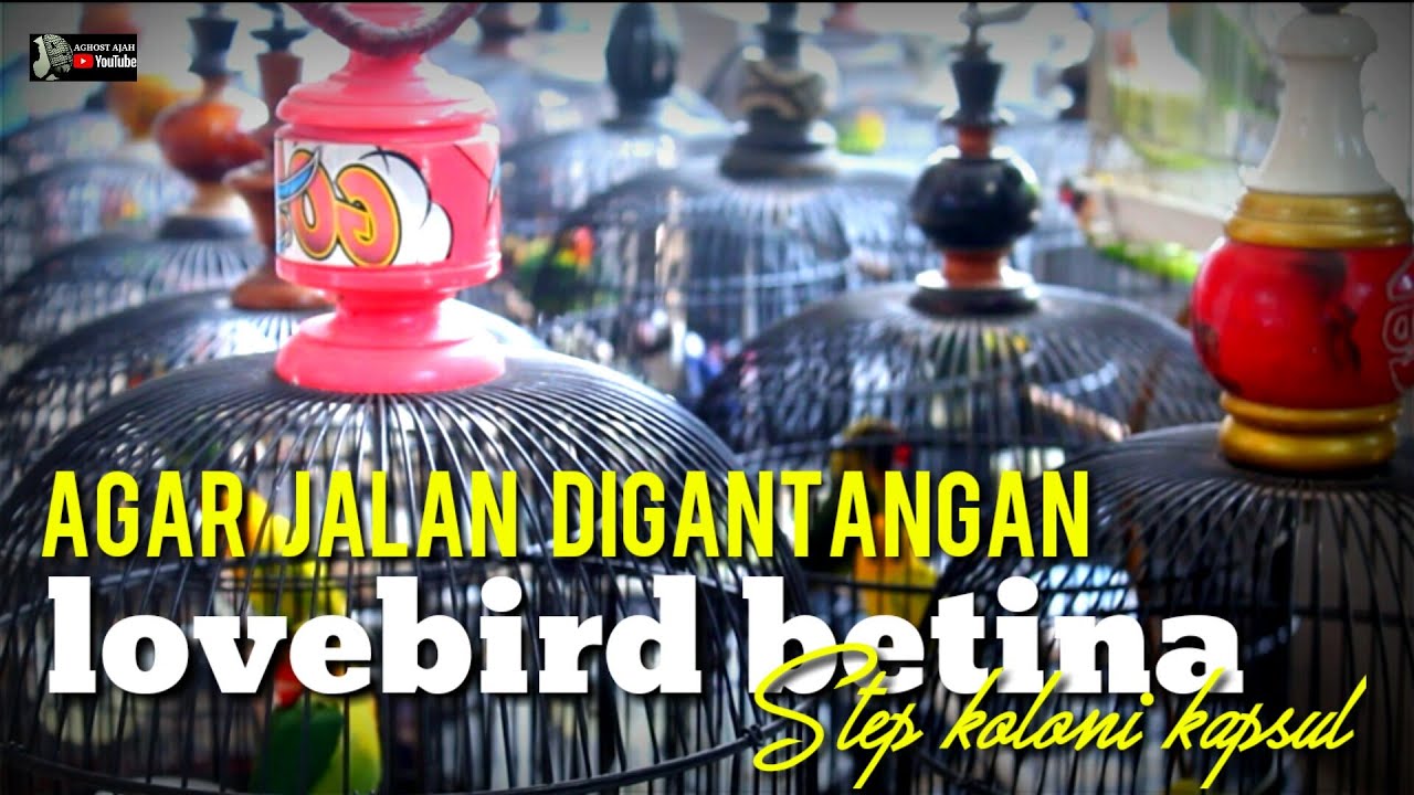 STEP KOLONI KAPSUL : LOVEBIRD BETINA AGAR JALAN DIGANTANGAN