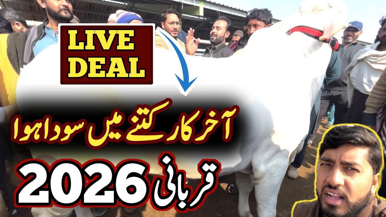 Multan Cow Mandi Updates❤️‍🔥live deal, Ablak, Cholistani Bulls Updates 🔥 | Bakra Mandi Pakistan