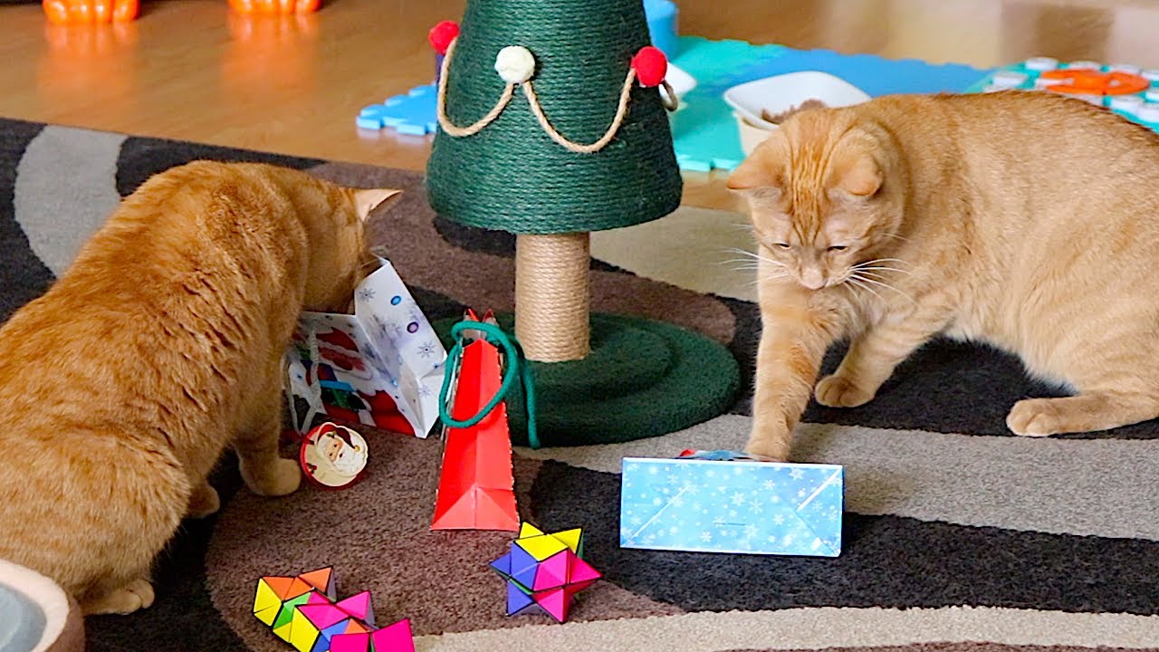 🐱🐱 ORANGE CATS OPEN GIFTS! 🎁 🎄