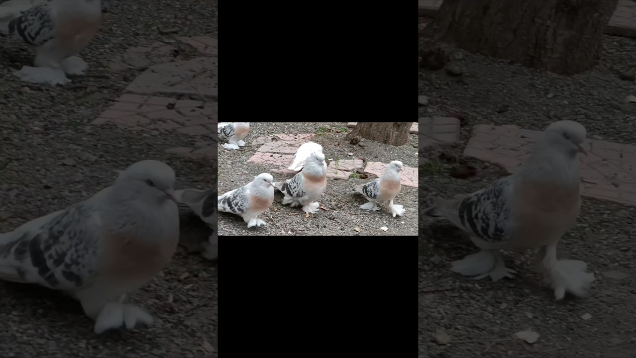 miskiler_ gergin _maşallah _(Şebab G&uuml;vercin Videoları #guvercin #guvercinler #miskig&uuml;vercin