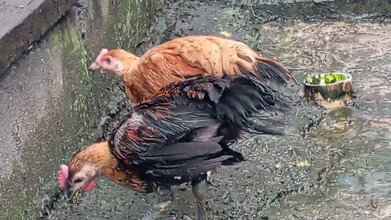 Kita lepas ayam kampung berjari 10 