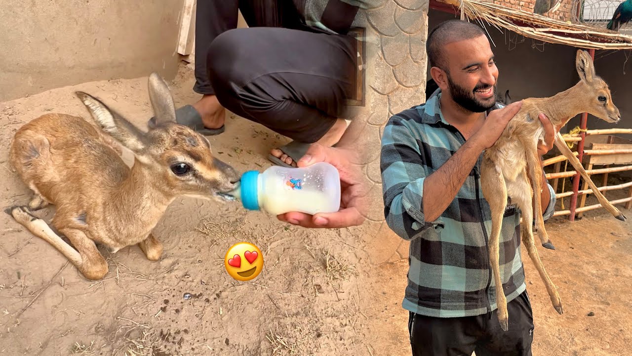 Waaow Deer Baby Mini Zoo Main Agea😍