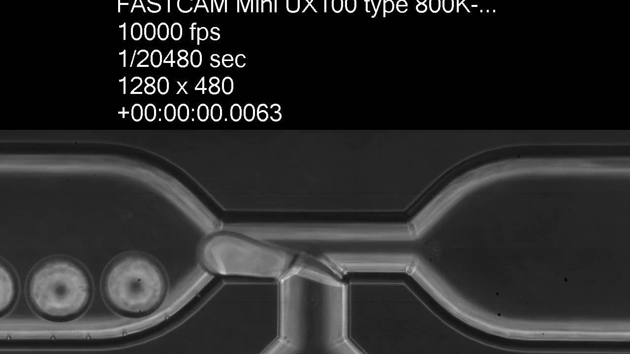 Droplet formation in a T-junction chip