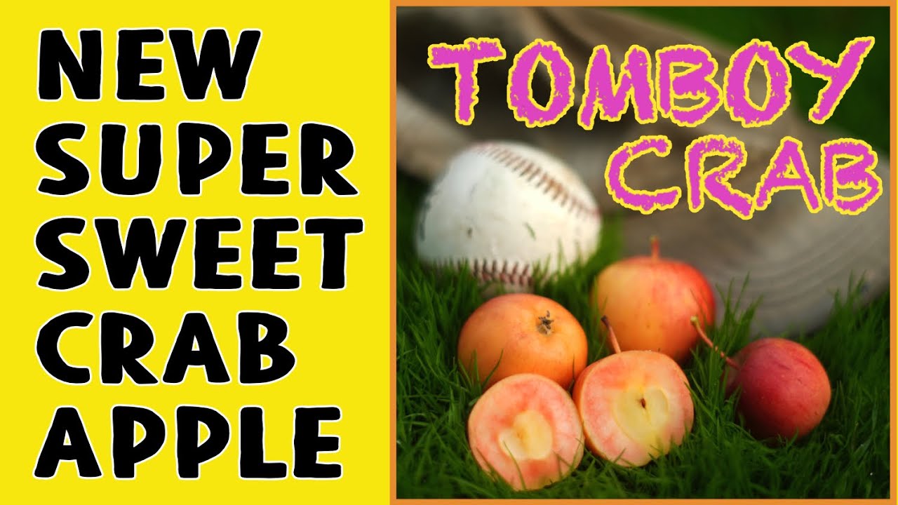 Tomboy Crab Apple: Very Sweet, Pink Flesh, Rich Flavor
