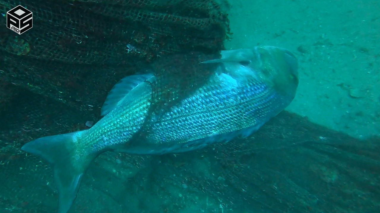 PESCASUB Dentice Enorme INCIDENTE incagliato in Rete a 36 metri Pesca subacquea Profonda