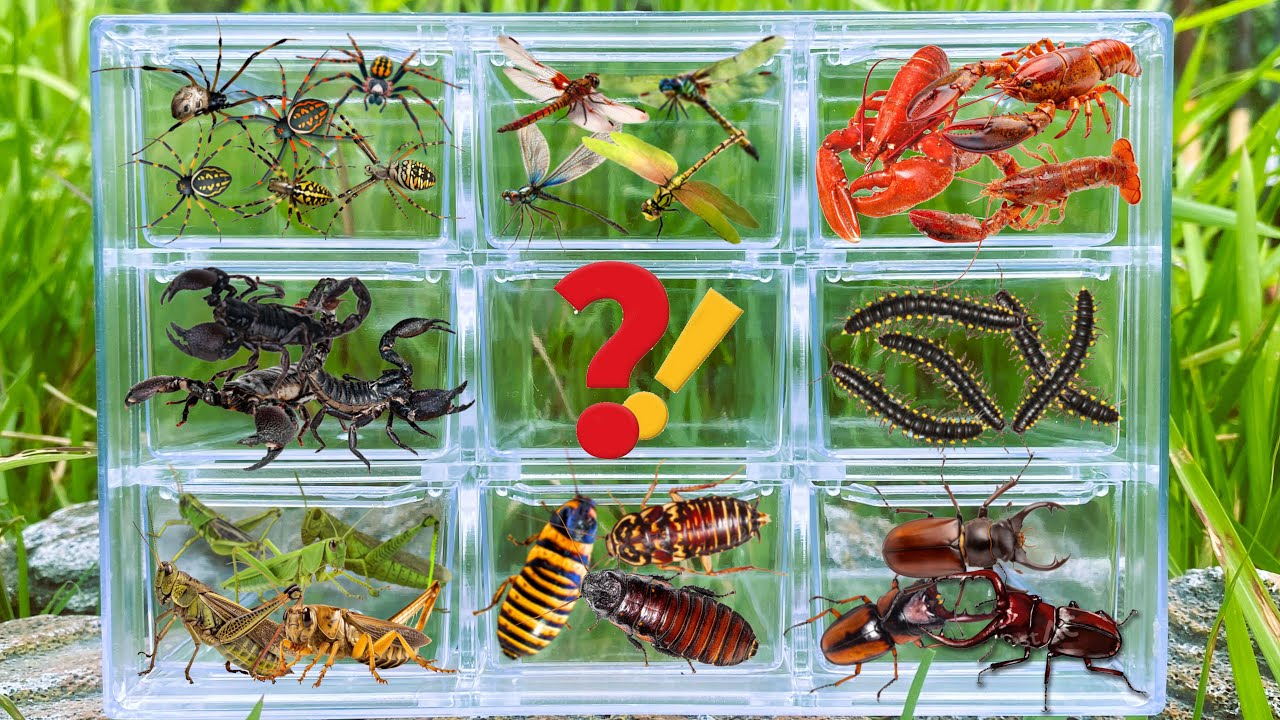 I searched for insects in the garden I got Scorpion, Grasshopper, Millipede, Dragonfly Spider Beetle