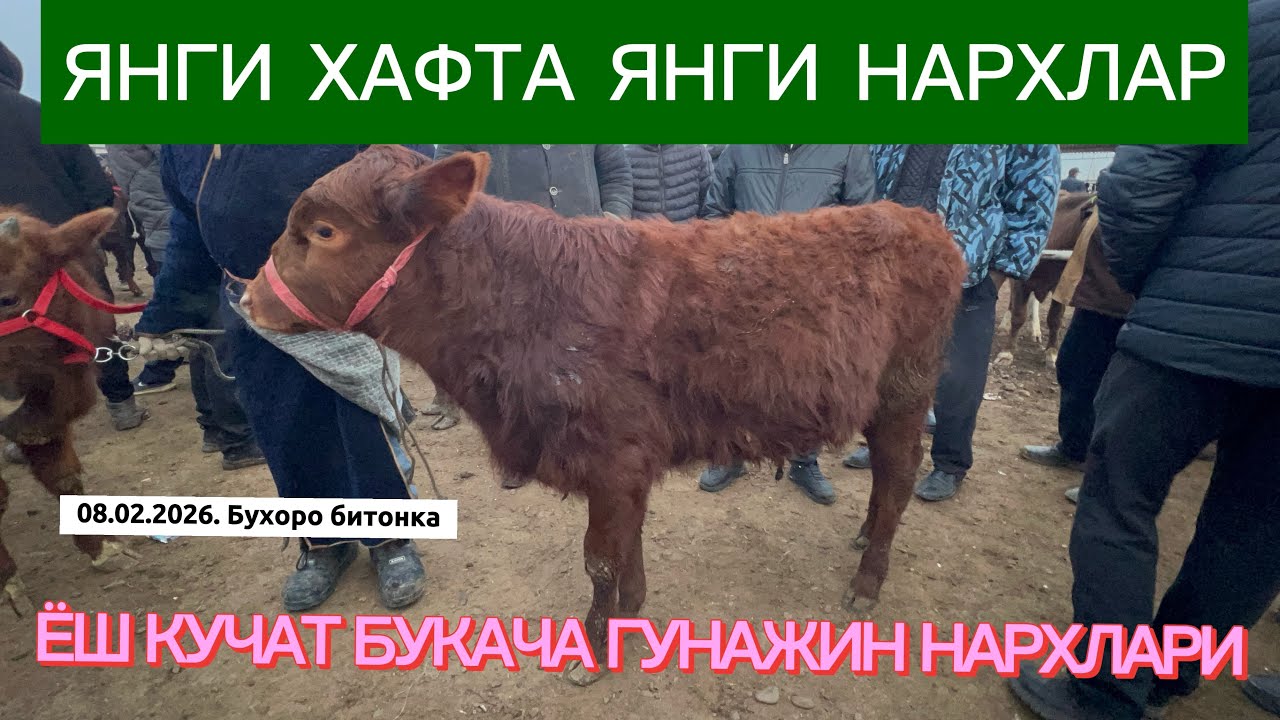 ЁШ БУКАЧА ВА ГУНОЖИНЛАР КАТОРИДАН БУХОРО БЕТОНКА МОЛБОЗОРИ 08.02.2026