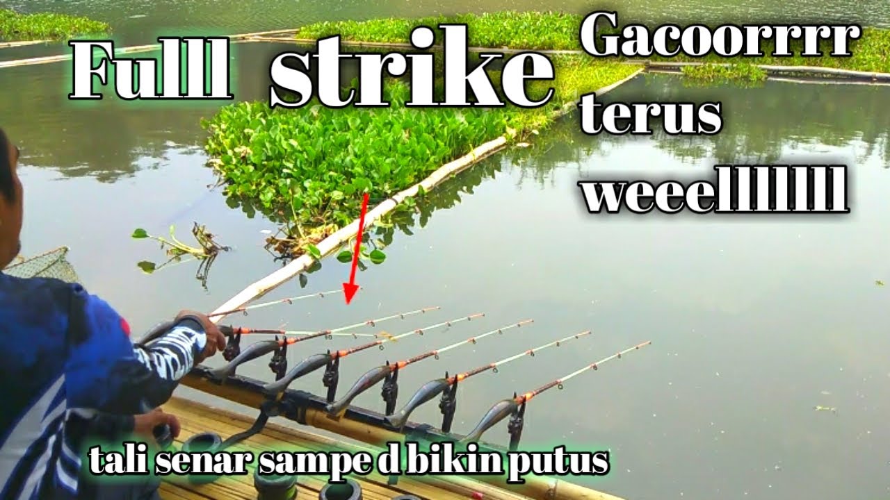fullll strike weelllllll gacorrrrllmancing saguling terbaru 2024