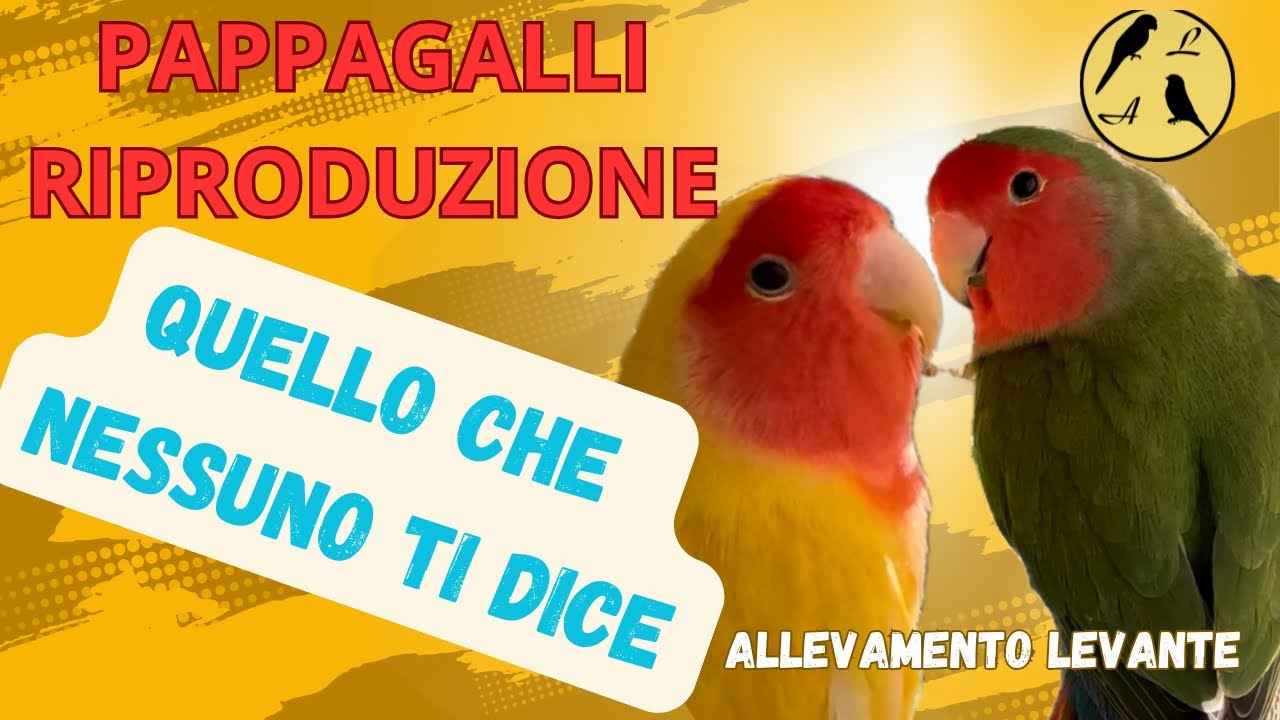 Pappagalli: come avere successo nella riproduzione 