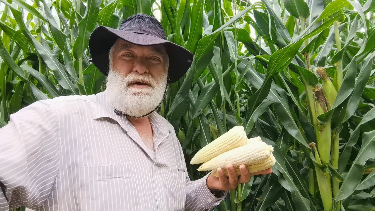Atider maíz alto rendimiento en R2 con meta de 30 ton/ ha de grano, rancho Atider Agosto 15 de 2022